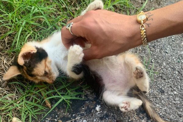 Dori Valentine - Leo - BestNewMusic2026 - New Music 2026 > Q1 > W6