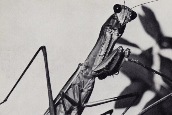 courtney barnett - Mantis - BestNewMusic2026 - New Music 2026 > > W09