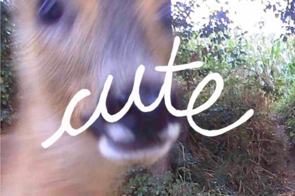 Asara - Cute - BestNewMusic2026 - New Music 2026 > Q1 > W10