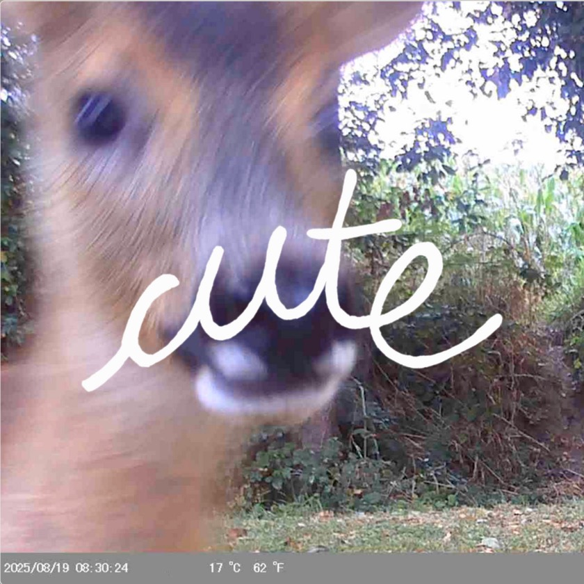 Asara - Cute - BestNewMusic2026 - New Music 2026 > Q1 > W10