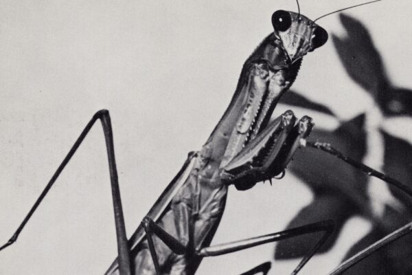 Courtney Barnett - One Thing At A Time - BestNewMusic2026 - New Music 2026 > Q1 > W13