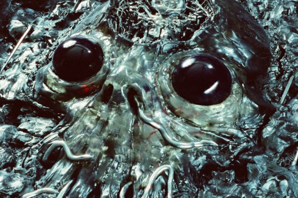 King Gizzard & the Lizard Wizard - Alien Metal - BestNewMusic2026 - New Music 2026 > Q3 > W31