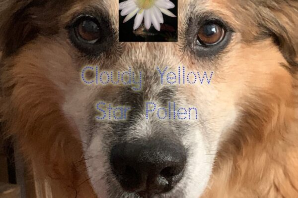 Syko Friend - Cloudy Yellow Star Pollen - BestNewMusic2026 - New Music 2026 > Q3 > W31