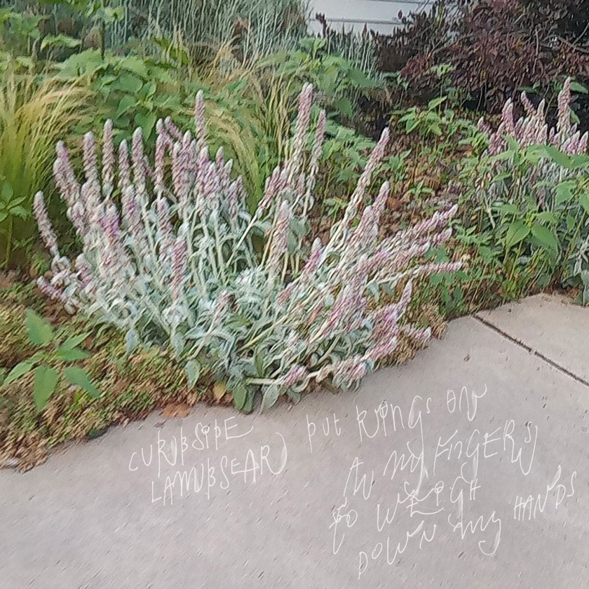 Curbside Lambsear - No Ordinary Word - BestNewMusic2026 - New Music 2026 > Q3 > W31